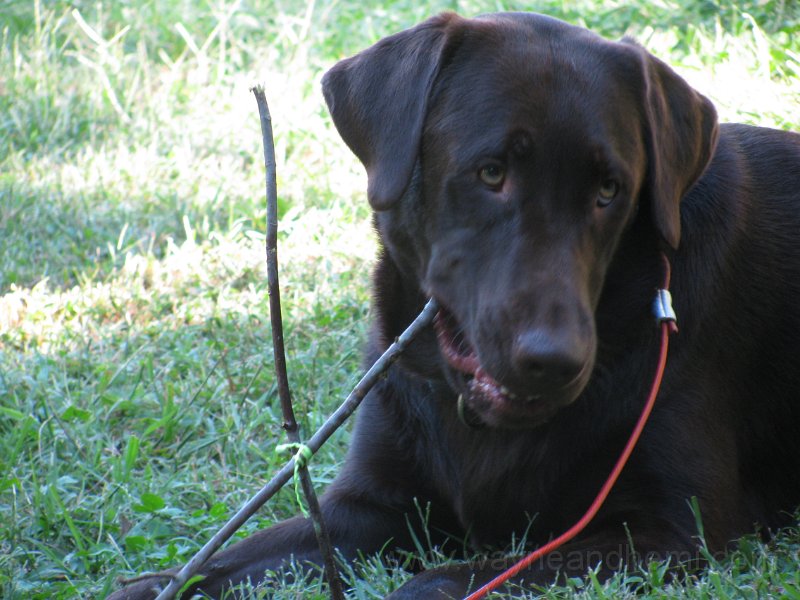 2010_09_11 Hemi Sticks_0003.JPG